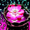 judyh5050